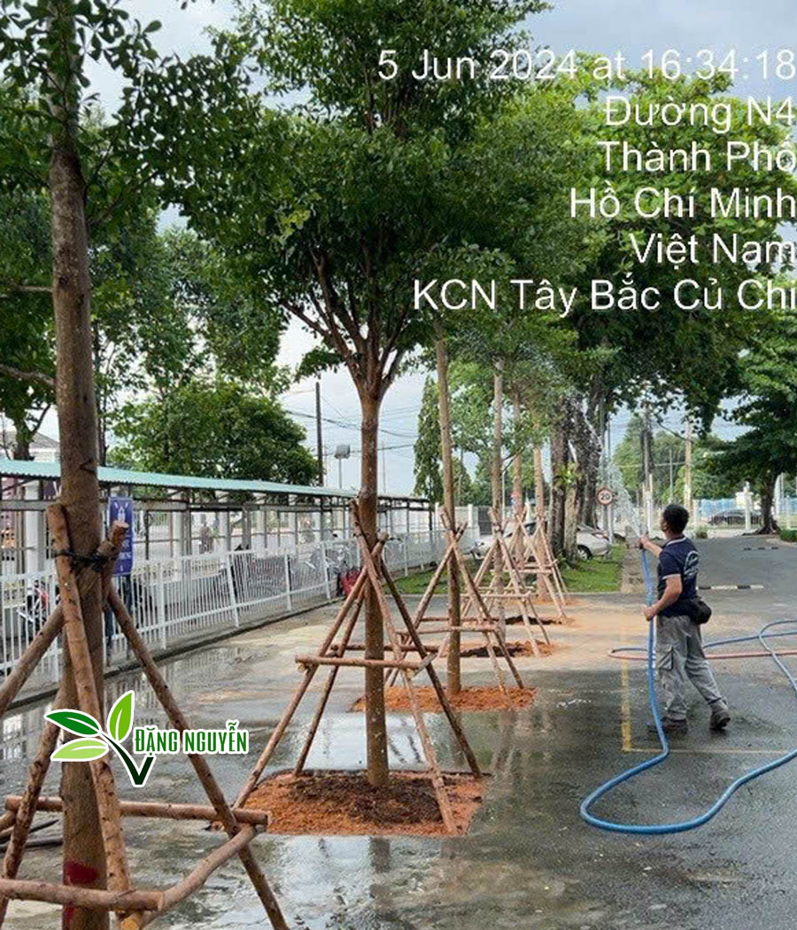 Cham-soc-bao-duong-mang-xanh