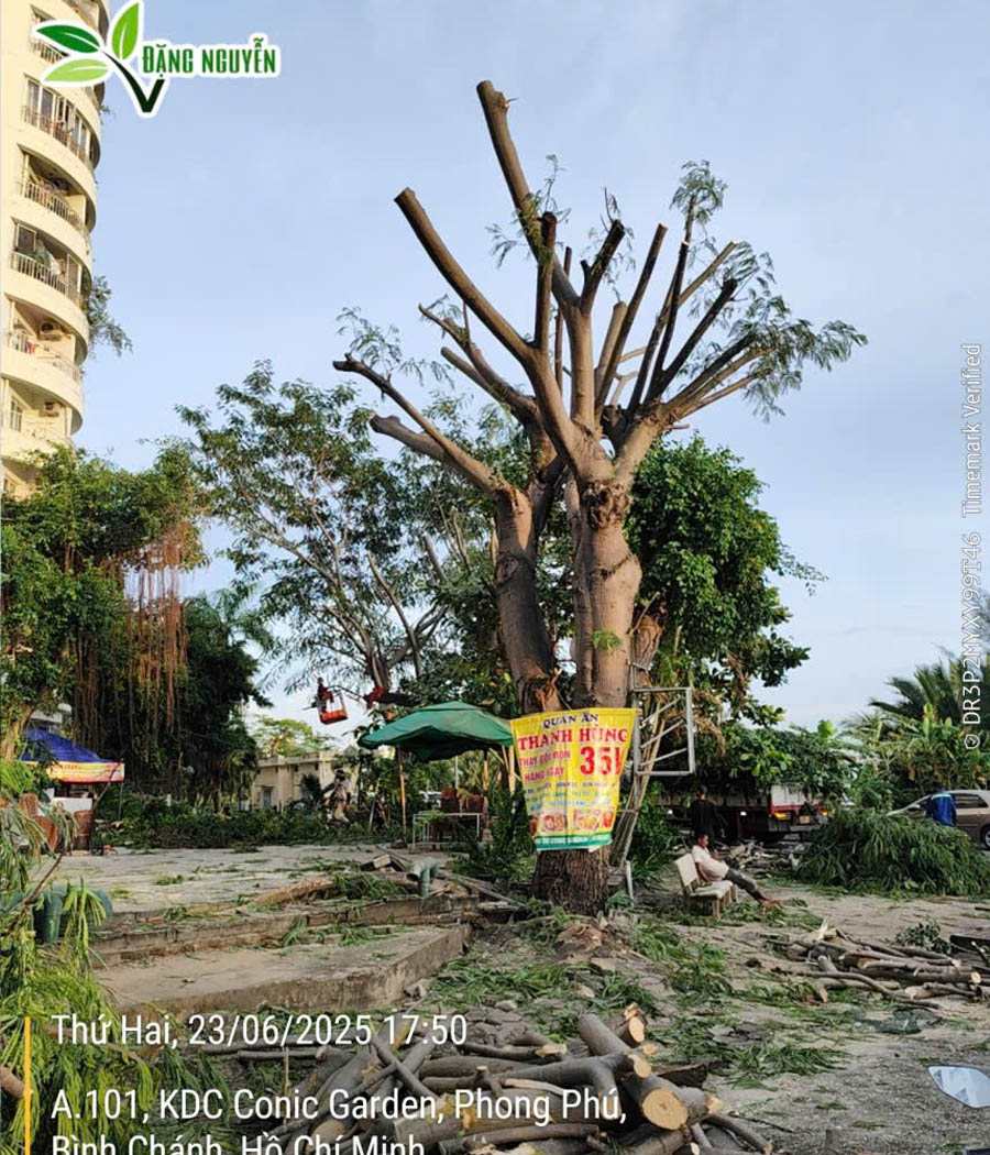 Cong-trinh-cat-tia-chat-cay-tai-KDN-Conic-Garden---Quan-6